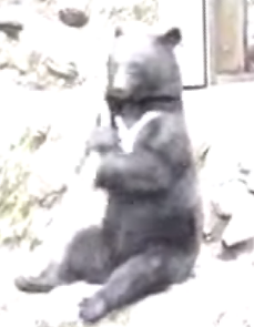 Sideshow Bear
